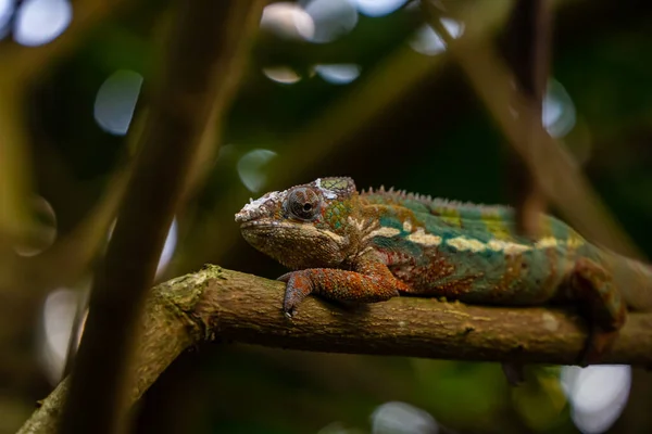 Primer Plano Una Iguana Verde —  Fotos de Stock