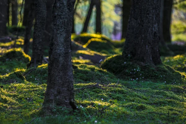 Prachtig Herfstbos Het Park — Stockfoto