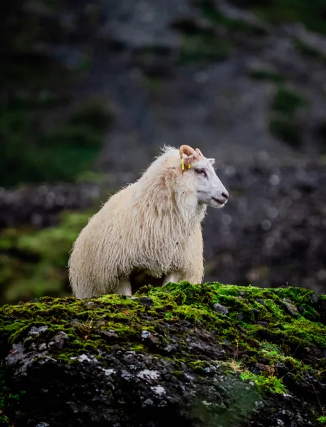 Schapen Bergen — Stockfoto