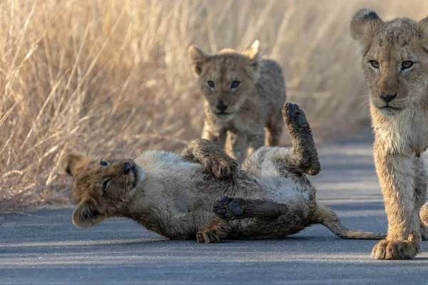 Lví Mládě Savaně Africké — Stock fotografie
