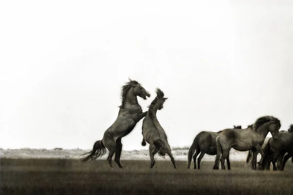 Belos Cavalos Selvagens Campo — Fotografia de Stock