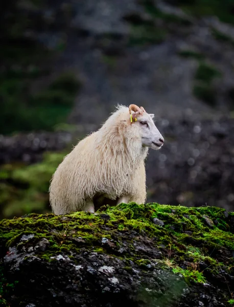 Schafe Den Bergen — Stockfoto