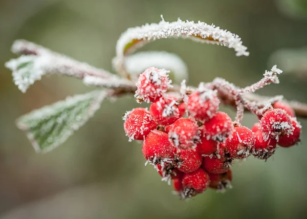 雪地里树上的红色浆果 — 图库照片