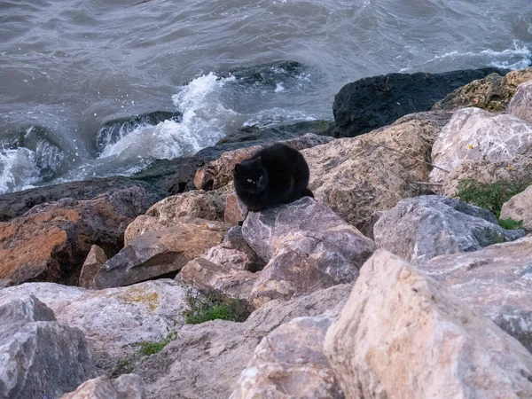 Большой Черный Медведь Лежит Скалах Воде — стоковое фото