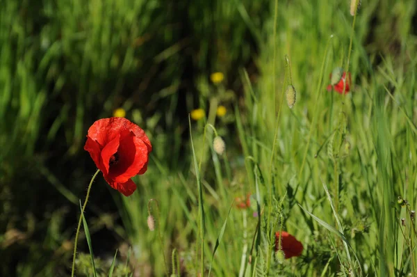 在草地上的红色罂粟花朵 — 图库照片
