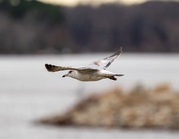 Gabbiano Che Vola Nel Lago — Foto Stock