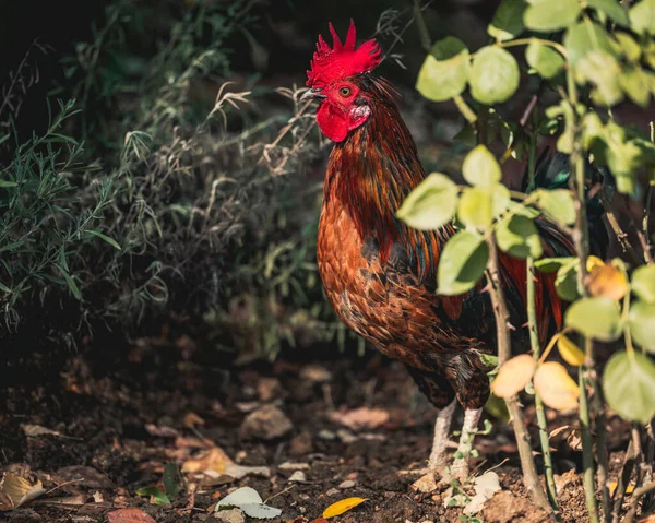 Κοτόπουλο Στο Αγρόκτημα Στο Φόντο Της Φύσης — Φωτογραφία Αρχείου