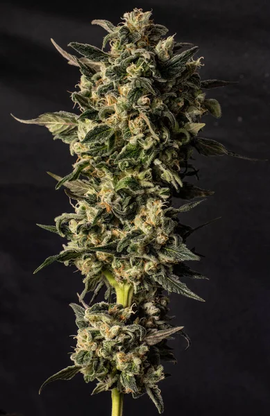 Maconha Planta Botões Cannabis Close — Fotografia de Stock