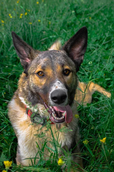 Schäferhund Gras — Stockfoto