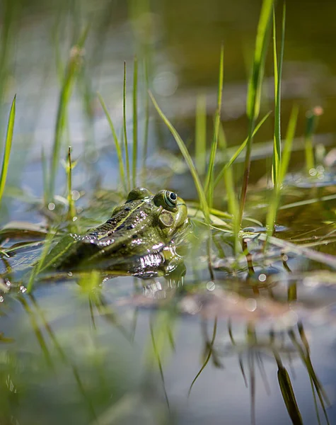 Žába Vodě — Stock fotografie