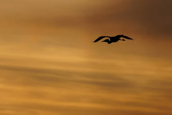 Mouette Volant Dans Ciel — Photo