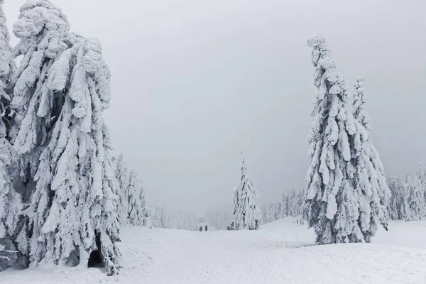 Winter Landscape Snow Covered Trees — Stock Photo, Image