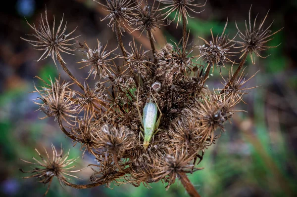 Nahaufnahme Einer Distelblume — Stockfoto