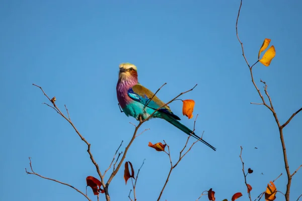 Burung Yang Indah Pada Cabang — Stok Foto