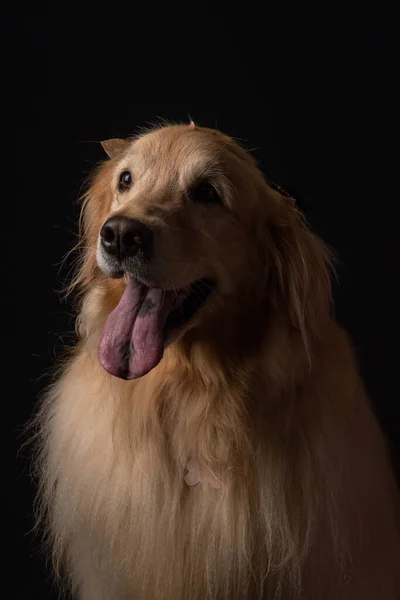 Porträt Eines Schönen Hundes Hintergrund Nahaufnahme — Stockfoto