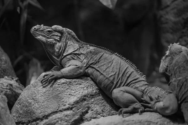 Close Lizard Zoo — Stock Photo, Image