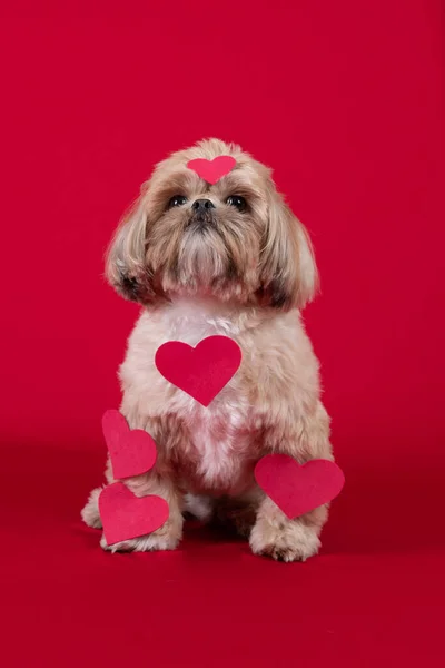 Ładny Pies Izolowany Czerwonym Tle — Zdjęcie stockowe