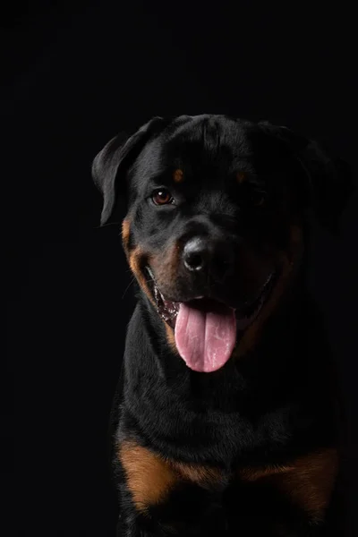 Potret Anjing Lucu Latar Belakang Hitam — Stok Foto