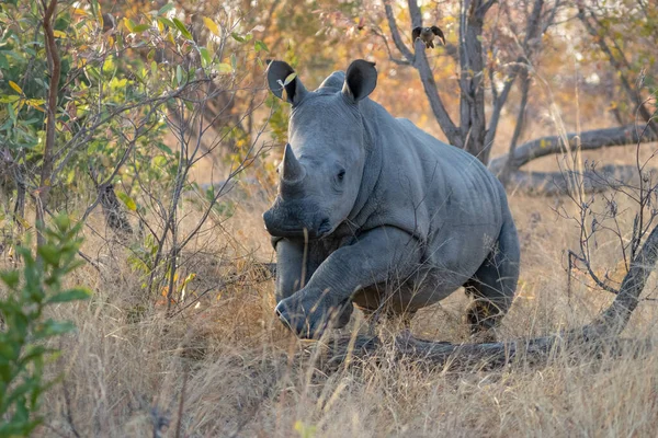 Närbild Skott Svart Noshörning Kruger Nationalpark — Stockfoto