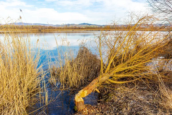 Arka Planda Nehir Göl Olan Güzel Bir Manzara — Stok fotoğraf