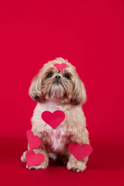 Ładny Pies Czerwonym Sercem Różowym Tle — Zdjęcie stockowe