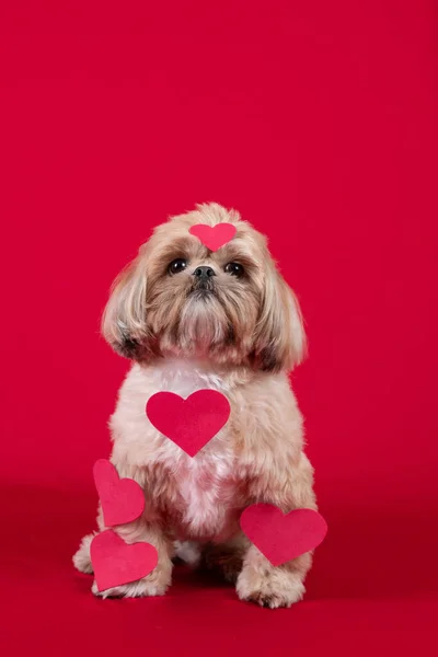 Carino Cane Con Cuore Rosso Sfondo Rosa — Foto Stock