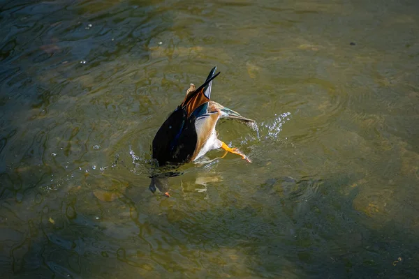 Bird Water Animal — Stock Photo, Image