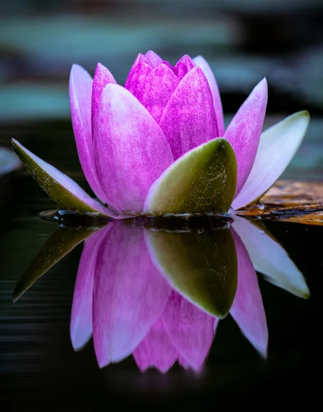 池の美しいピンクの蓮の花 — ストック写真