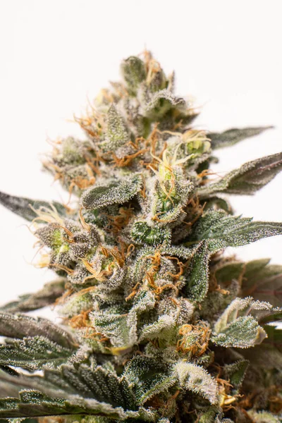 Närbild Medicinsk Marijuana Växt — Stockfoto