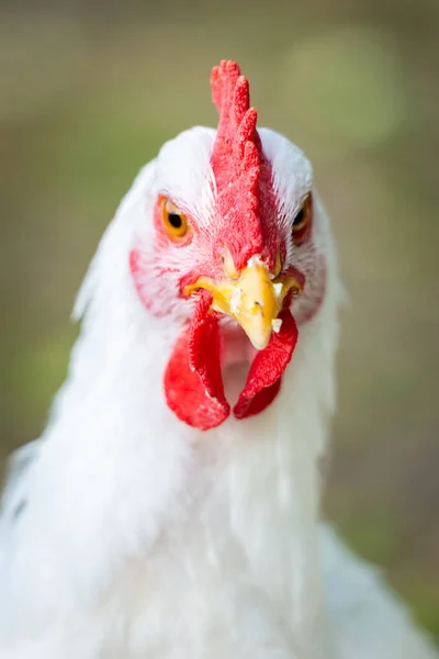 自然を背景にした白い鶏のクローズアップ — ストック写真