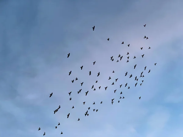 Troupeau Oiseaux Volant Dans Ciel — Photo