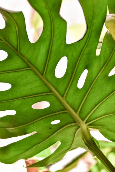 Növény Fehér Alapon Zöld Levél — Stock Fotó