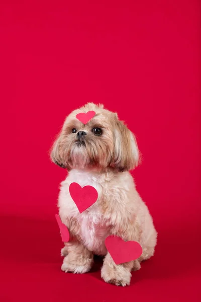 Lindo Perro Con Corazón Rojo Sobre Fondo Rosa — Foto de Stock