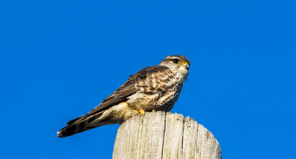 Closeup Shot Beautiful Bird — Stock Photo, Image