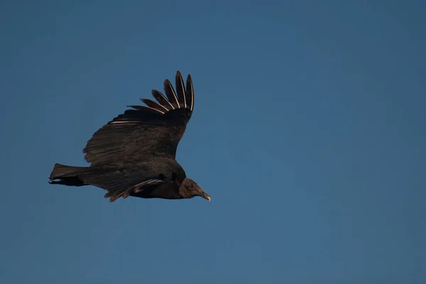 Ein Tiefflug Eines Schönen Adlers Der Einem Blauen Himmel Fliegt — Stockfoto