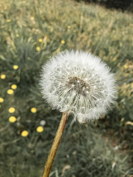 Yeşil Arka Planda Karahindiba Tohumları — Stok fotoğraf