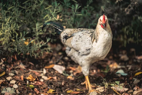 Kuře Farmě Přírodním Pozadí — Stock fotografie