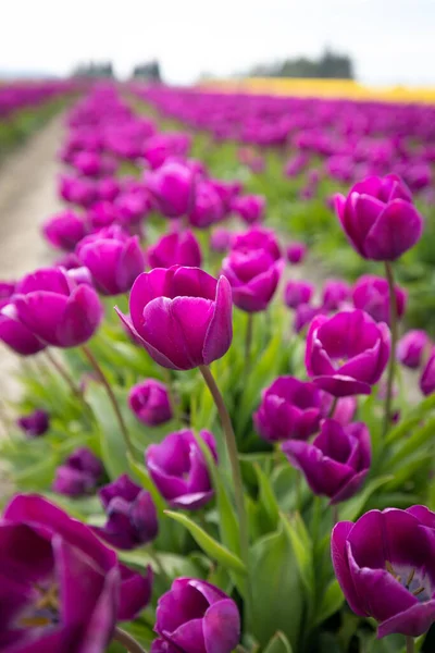 Kaunis Tulppaanit Kukkia Puutarhassa — kuvapankkivalokuva