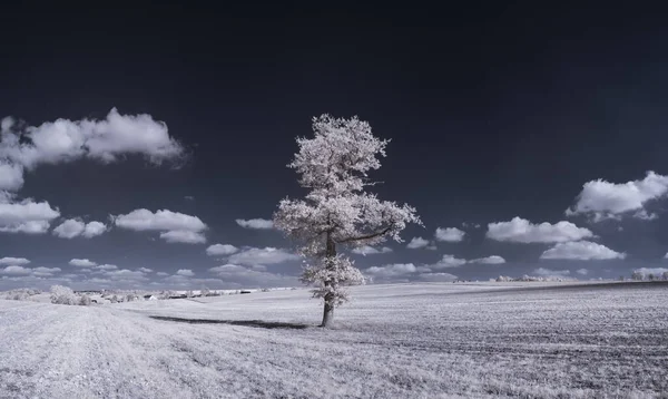 Beau Paysage Hivernal Avec Neige — Photo