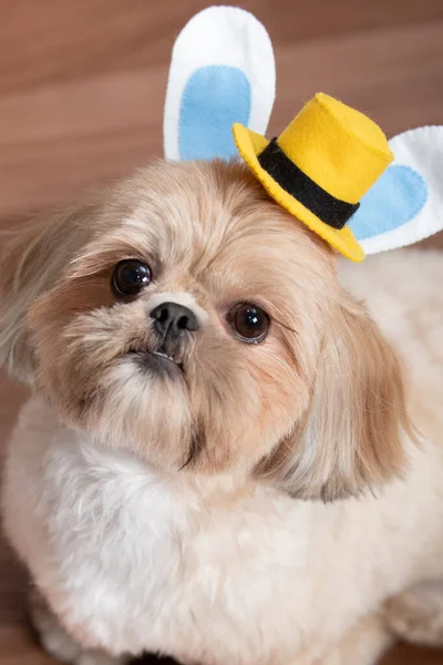 Niedlicher Hund Mit Einem Spielzeug Auf Weißem Hintergrund — Stockfoto