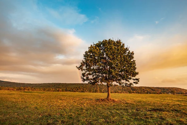 Krásná Podzimní Krajina Stromy Zelenou Trávou — Stock fotografie