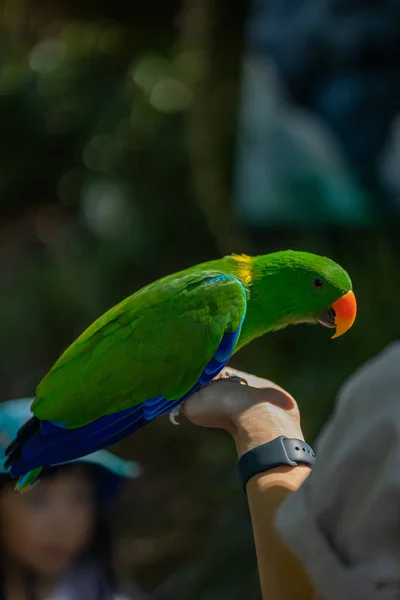 Zbliżenie Ujęcia Pięknej Papugi Siedzącej Gałęzi — Zdjęcie stockowe