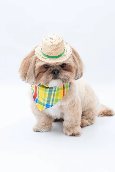 Perro Con Sombrero Bufanda Sobre Fondo Blanco — Foto de Stock