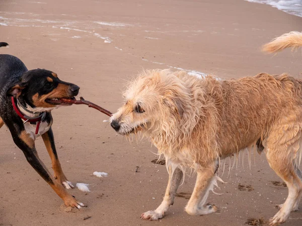 Σκυλί Παίζει Ένα Ραβδί Στην Παραλία — Φωτογραφία Αρχείου