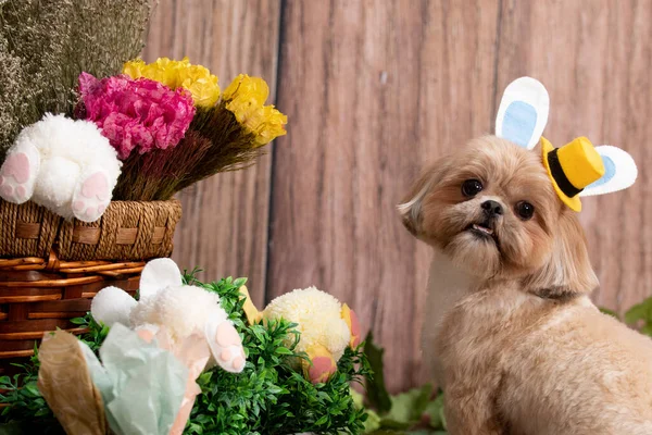 Hund Korb Mit Einem Blumenstrauß — Stockfoto