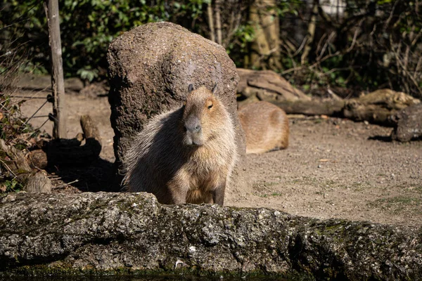 Closeup Shot Black Bear Forest — Stock Photo, Image