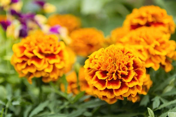 Mooie Gele Chrysanten Bloemen Tuin — Stockfoto