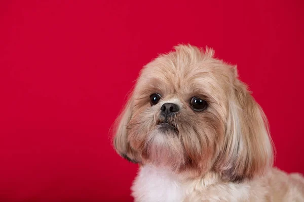 Cute Dog Isolated Red Background — Stock Photo, Image