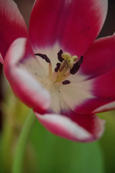 Piękny Czerwony Tulipan Kwiat — Zdjęcie stockowe