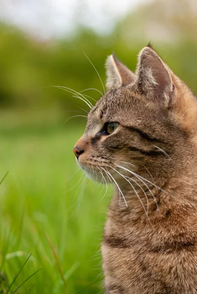 Katze Auf Dem Gras — Stockfoto